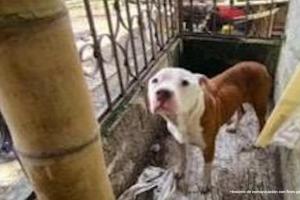 Maltrato animal en Antioquia 