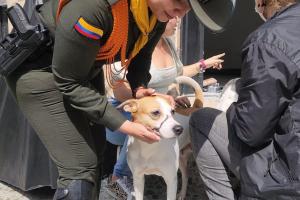 Luna"¨: perrita maltratada en Medellín