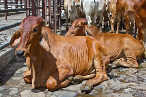 Pérdidas tras paro de camioneros 