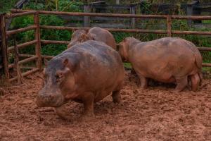Hipopótamos en el Magdalena Medio