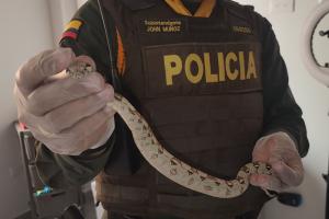 Joven tenía una serpiente constrictora, un pez globo disecado y una cabeza de babilla en su apartamento: Lo capturaron en Sabaneta 