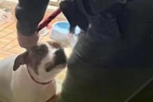 Hombre que agarró a golpes a su perro en un ascensor de Itagüí deberá pagar $10 millones 