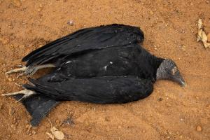 Muerte gallinazos 