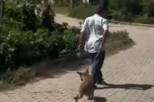 Hombre arrastró a un perro con una soga en Abejorral, autoridades investigan 