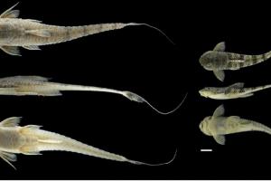 EPM informó sobre dos nuevas especies de peces en los ríos Magdalena y Atrato. Harán parte del inventario de biodiversidad acuática de Colombia. 