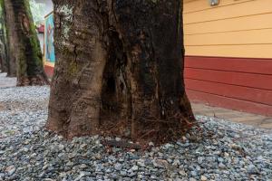 Comerciantes de Provenza se comprometen con el cuidado de los árboles del sector 