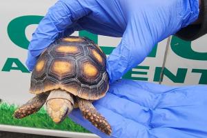 Tráfico ilegal de de Fauna silvestre en el Valle de Aburrá 