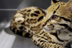 Rescatan un ocelote en Bello, Antioquia 