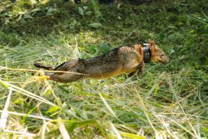 Animales liberados en Medellín 