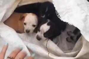 Indignación en Medellín por abandono de una perrita y sus cachorros dentro de un costal 