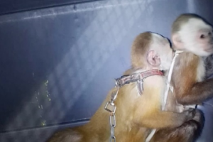 Judicializado hombre que habría fracturado los dientes de dos monos y los mantenía en cautiverio en Bello 