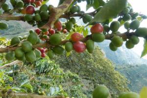 Más de $100 millones robados de una agencia de café en Ciudad Bolívar: Dos sospechosos capturados