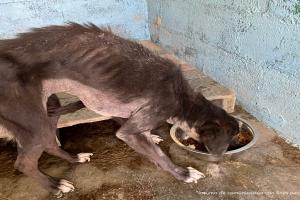 Un hombre fue condenado a un año de prisión por maltratar a su perrita.