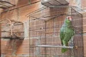 Aves silvestres en el un patio de la barrio Robledo Kennedy 