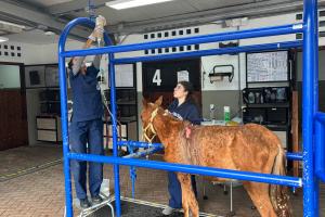 Rescataron a un caballo con graves heridas y desnutrición crónica en Rionegro 