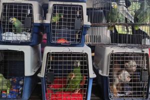 Rescatan animales silvestres en Antioquia 