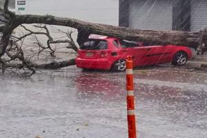 Árbol cayó sobre vehículo por fuertes lluvias y vientos en Medellín