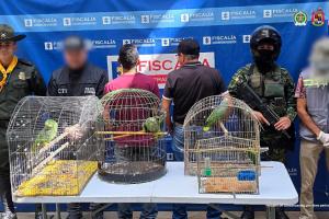 A la cárcel dos hombres que mantenían aves silvestres enjauladas en Manrique 