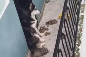 Maltrato animal: Perro vive en balcón insalubre rodeado de heces en Medellín 