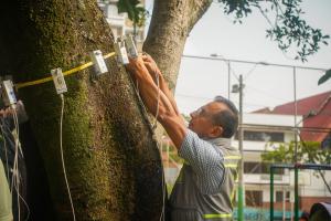 Tala de árboles en Medellín 