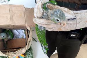 [FOTOS] Rescataron dos cotorras valoradas en $23 millones  y capturaron a traficantes de fauna en La Pintada