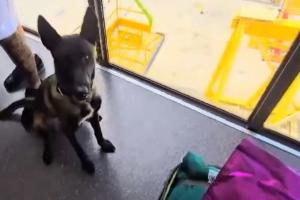 Canina de la Policía en Antioquia 
