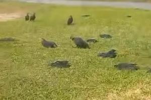 [Video] Investigan envenenamiento de al menos 20 gallinazos en Yarumal