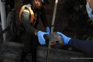 Mujer fue judicializada por cautiverio de tortugas y fauna marina en Copacabana