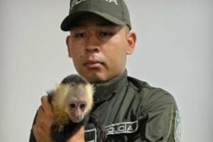 Rescataron a un mono capuchino amarrado y abandonado en el estadio de Turbo