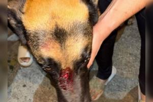 Inspector de policía de Medellín es acusado de apuñalar a un canino durante una pelea