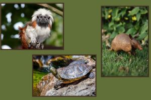 prevención en Antioquia, de comercialización de fauna silvestre 