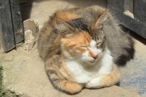 Atencion - Animales - Altavista 
