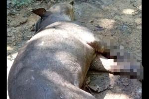 Denuncian amputación y muerte de un animal en vía de extinción por minas antipersonales en Remedios