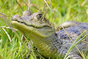 Fauna silvestre rescatada en Antioquia