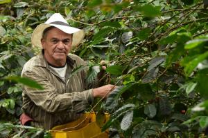 Productores de café en Medellín