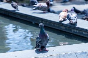Cuidado de las palomas en Envigado