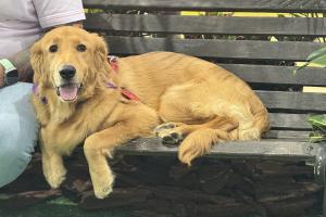 Mascotas en Antioquia