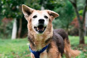 Animales en La Perla esperan ser adoptados