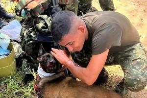 Animales afectados por explosivos en Antioquia 