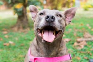 Animales en el Centro de Bienestar Animal La Perla en Medellín