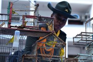Aves incautadas en Medellín
