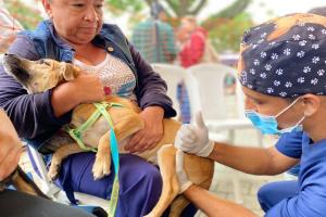 Esterilización de caninos y felinos en Antioquia