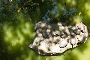 El lago del Jardín Botánico de Medellín
