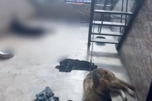 Perros en mal estado encontrados por autoridades de Medellín