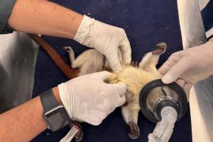 61 titíes llegaron al Área Metropolitana: desnutridos, mutilados y huérfanos 