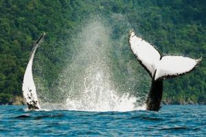 Avistamiento de ballenas