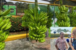 “Sufrí bastante cuando mataron a mi mamá y hermanos”, productora de plátano en Urabá cuenta su historia.   