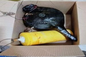 Explosivos hallados por autoridades en Amalfi, Antioquia