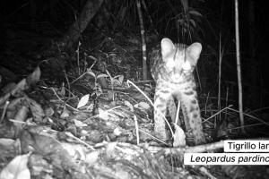 Mamíferos en áreas de conservación de Medellín
