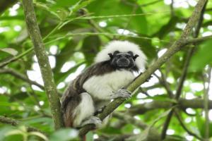 Fundación Unibán trabajan para la protección de 21 especies priorizadas de flora y de fauna en el Urabá antioqueño
